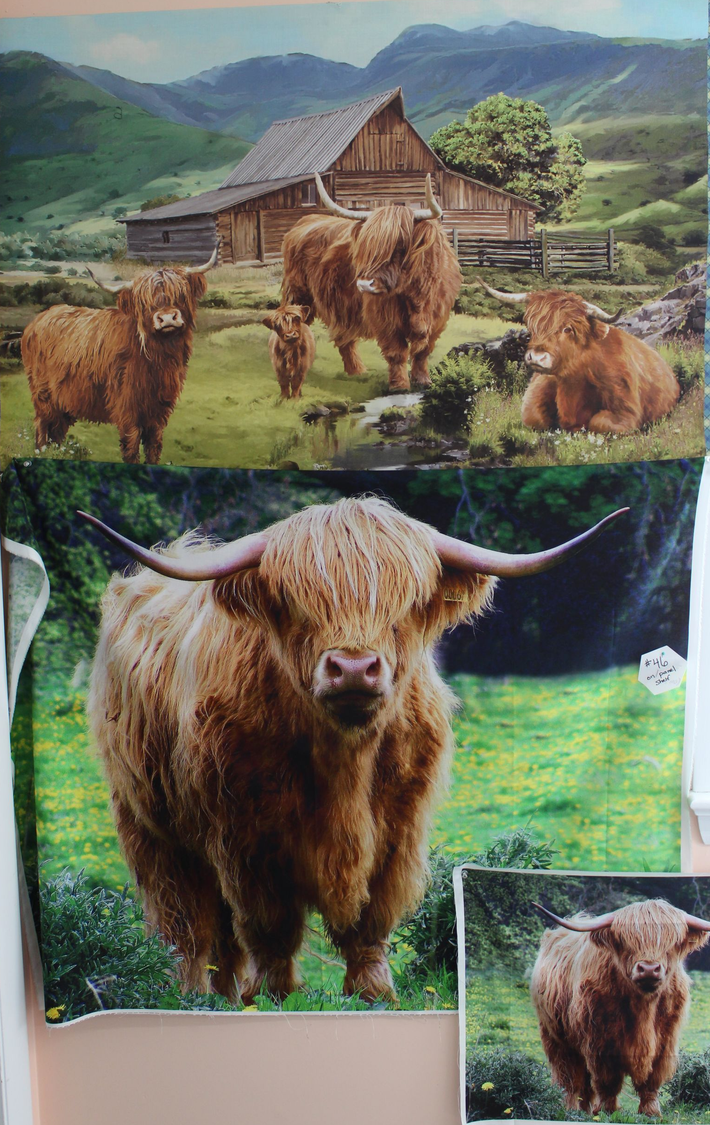 Highland cows in a collage: one in front of a farmhouse, one close-up, and one smaller inset in a grassy field.
