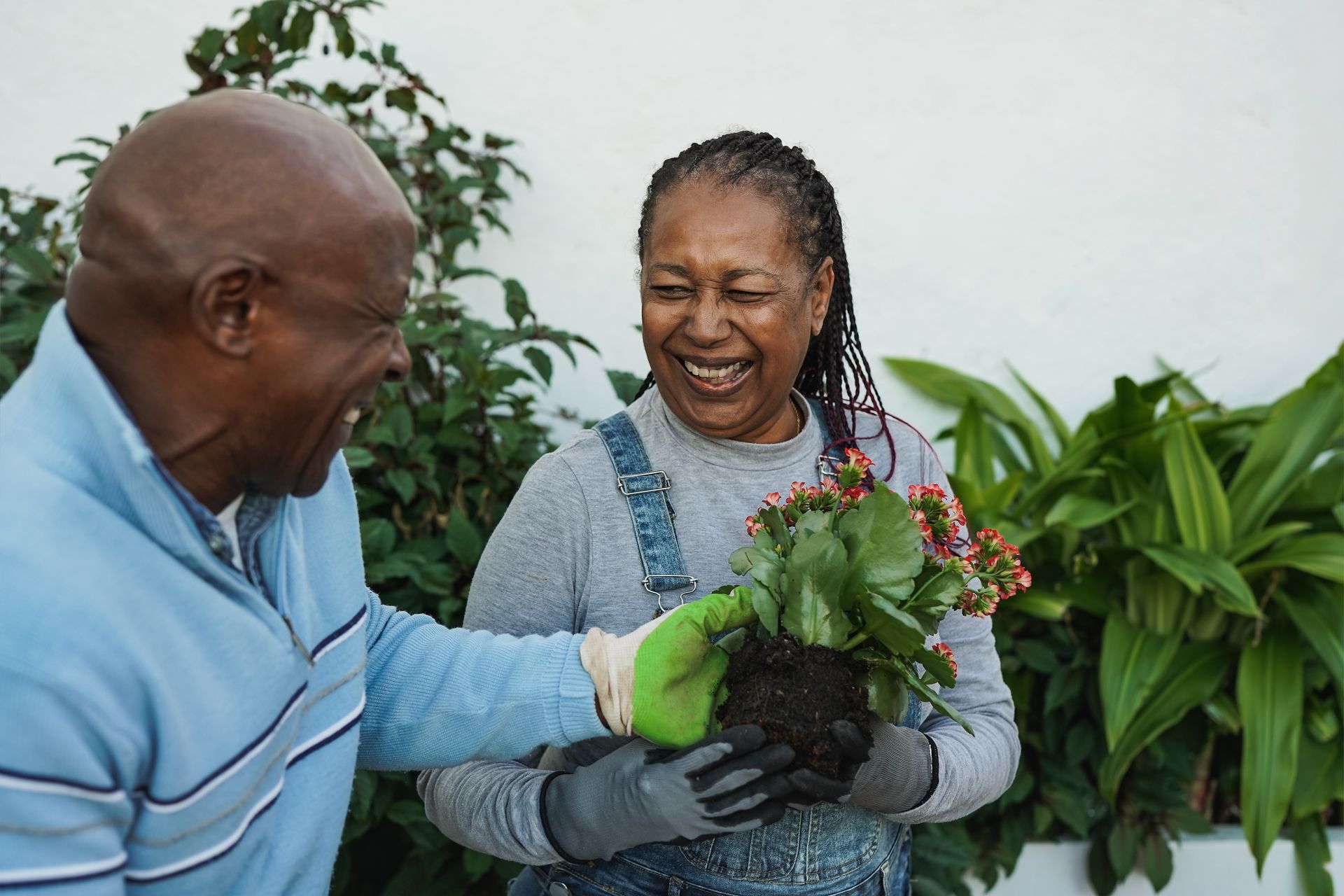 A man is helping a woman plant a potted plant.