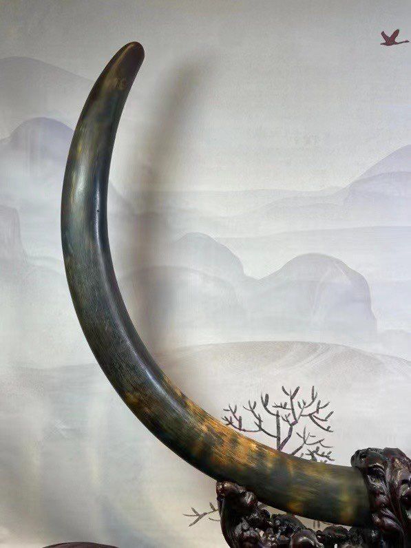 《雙影含光》