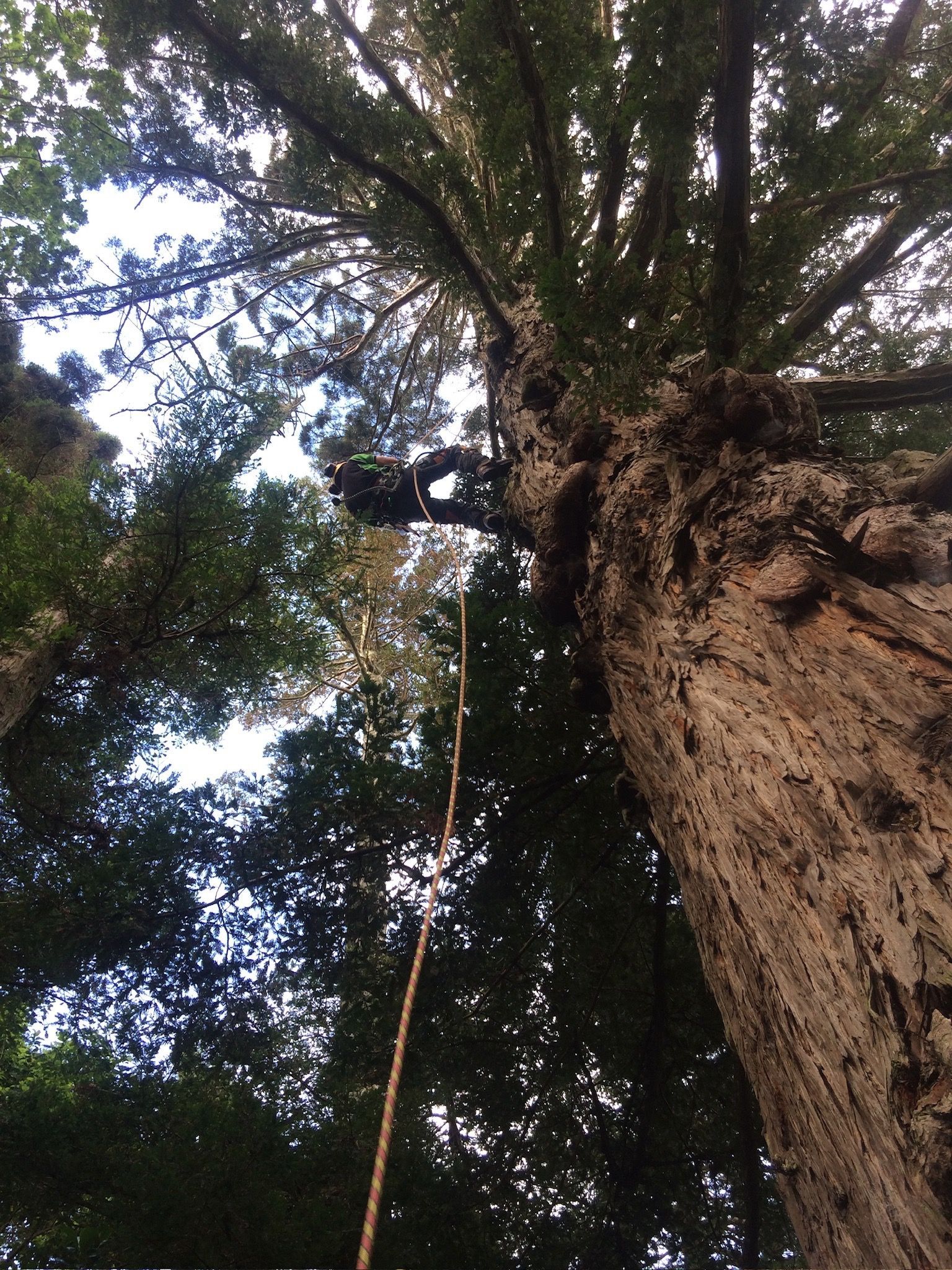 Dizzy heights removing branches
