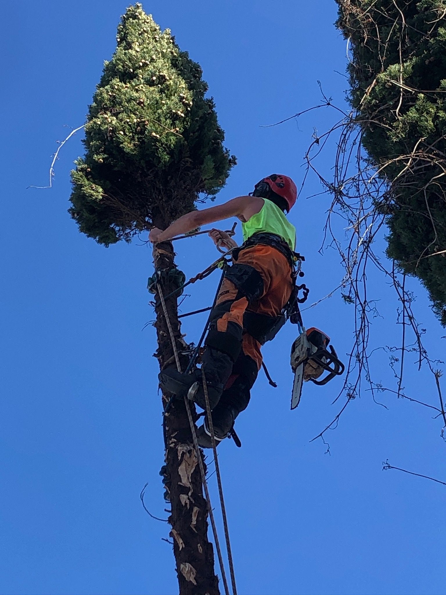 Tree removal with dizzy heights