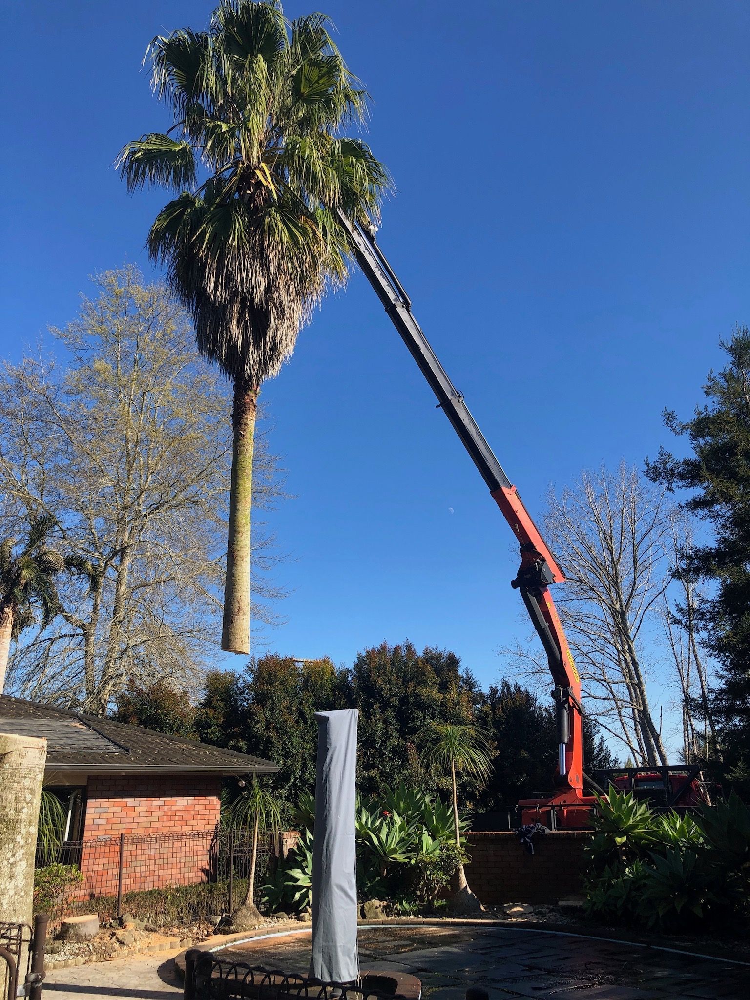 Tree removal using a crane with dizzy heights