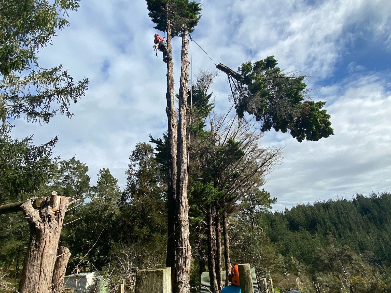 a man is climbing a tree with a chainsaw .