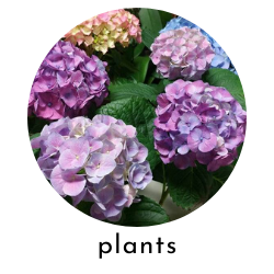 purple hydrangeas