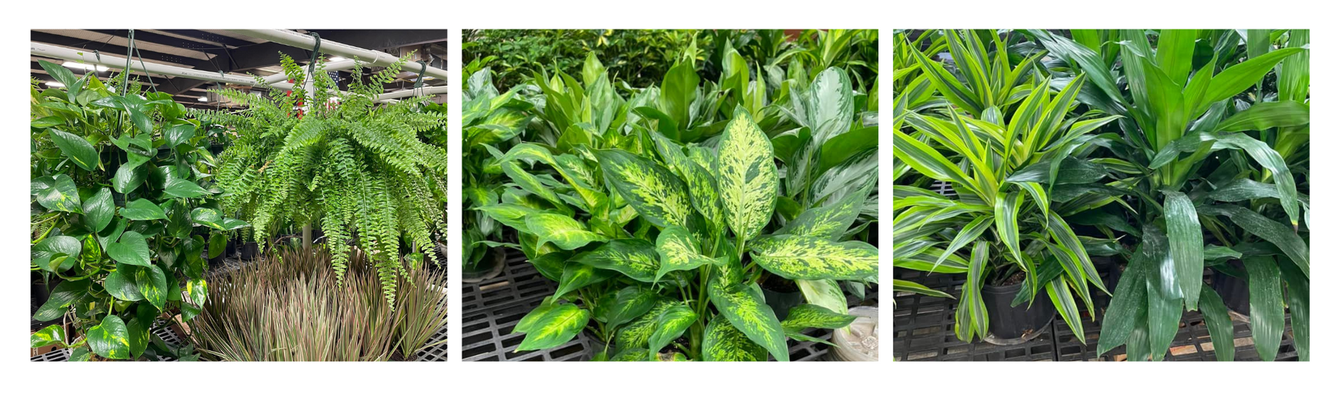 greenery plants