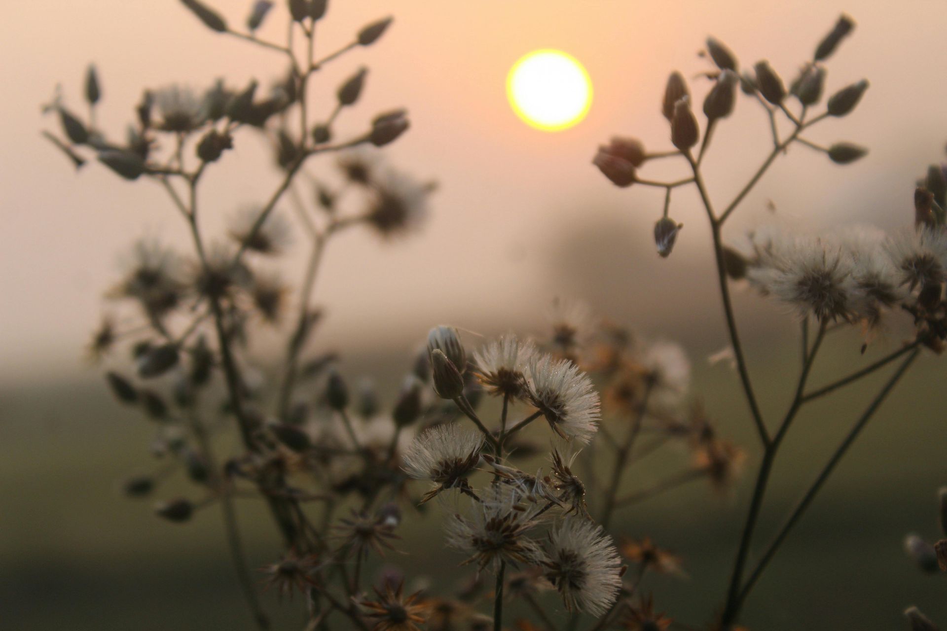 A golden sun shines behind clusters of wild, feathery seed heads in a soft, hazy outdoor setting.