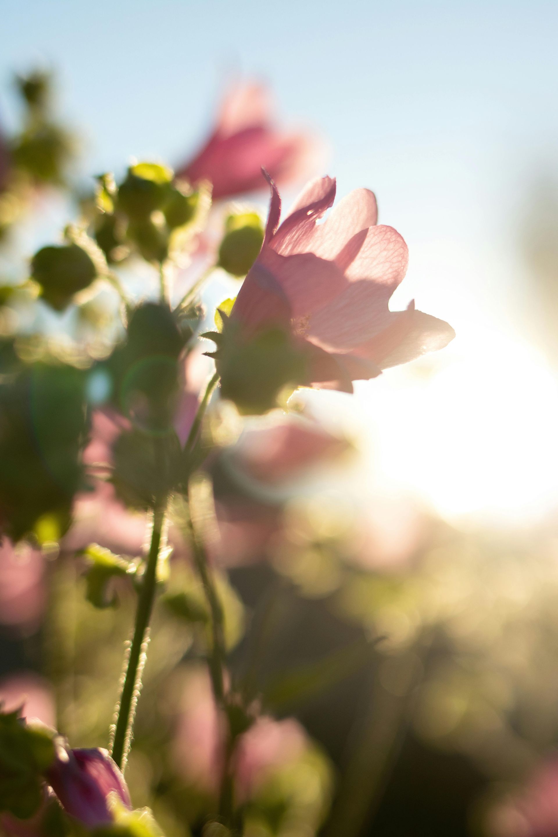 Pink flowers glowing under bright, golden sunlight in a soft-focus meadow.