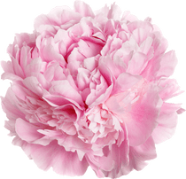 Pink Flower