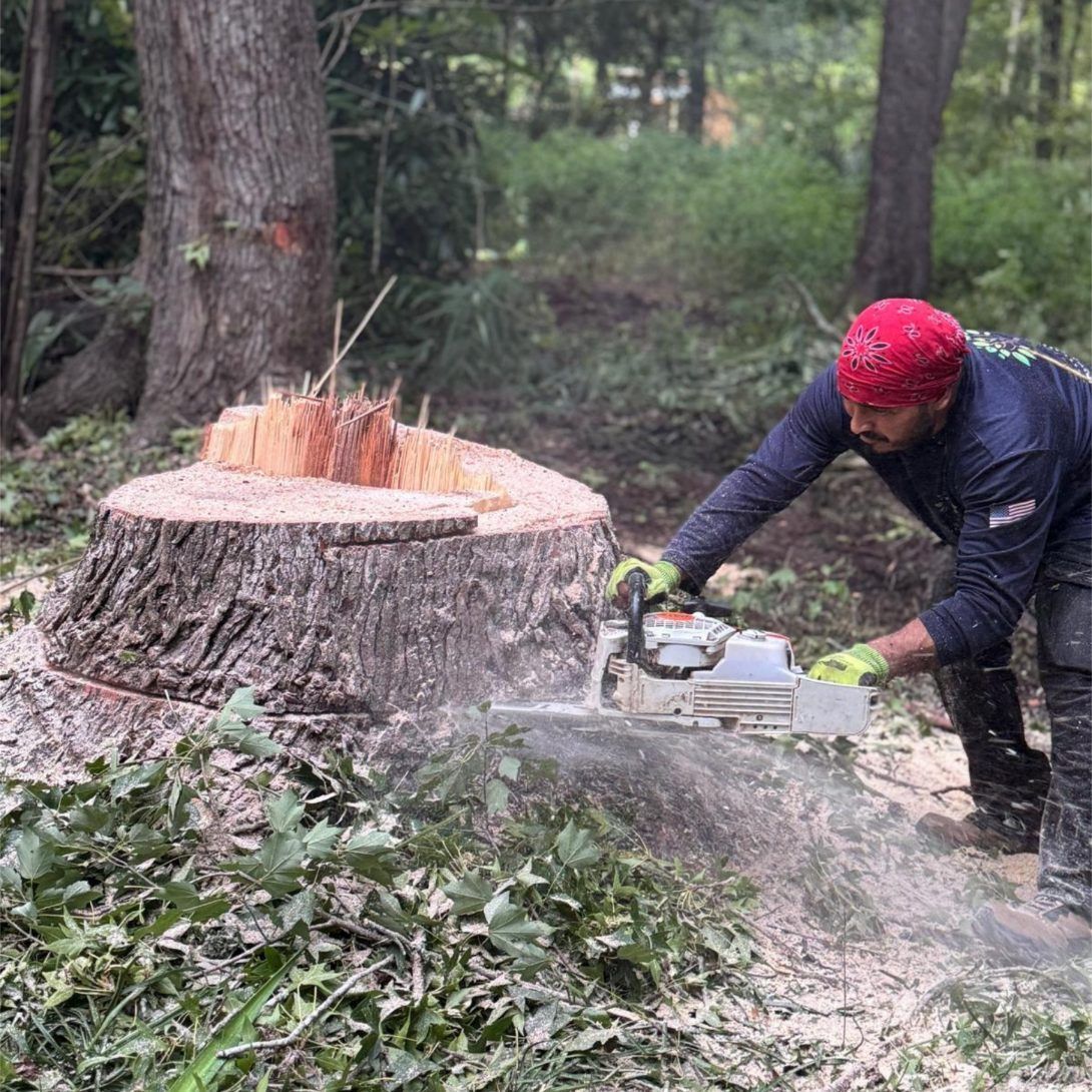 Person using a chainsaw to cut a tree stump in a wooded area. Sawdust fills the air.