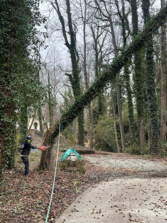 Arborist cutting a tree covered in ivy, with a rope, in a wooded area with fallen leaves.