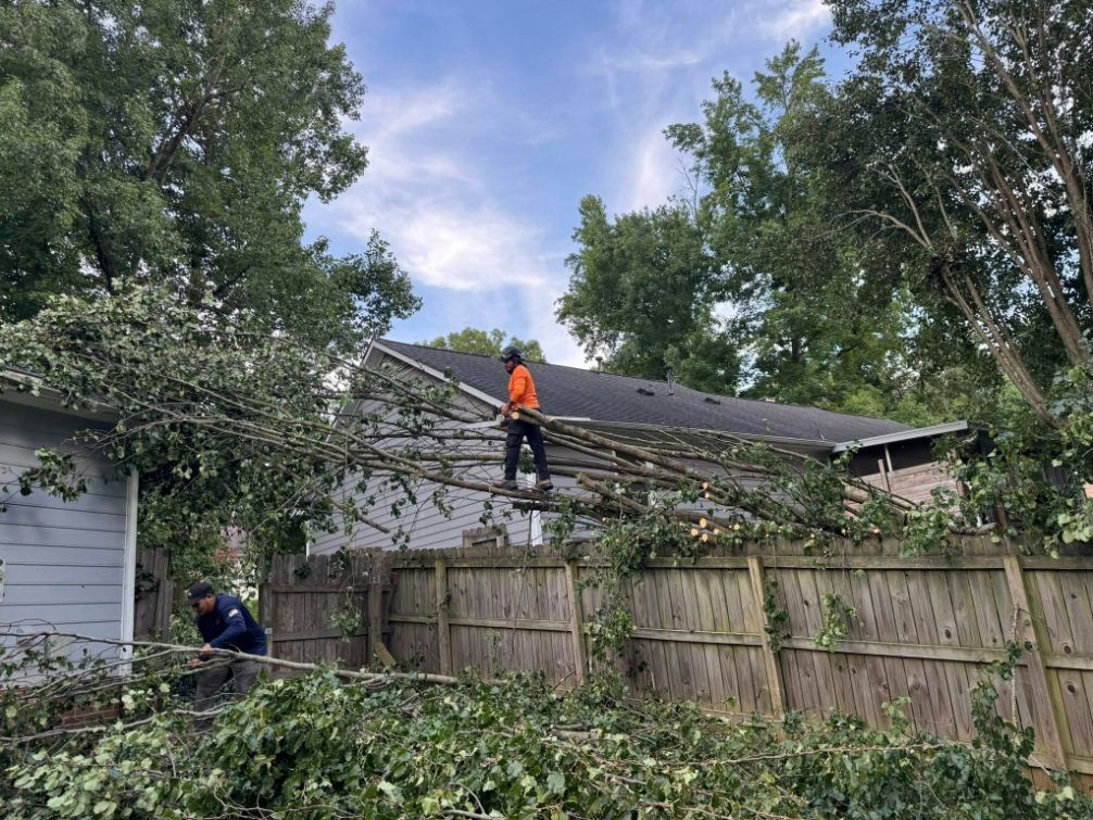 Two people trimming branches from a tree resting on a house roof and fence; one person on roof.