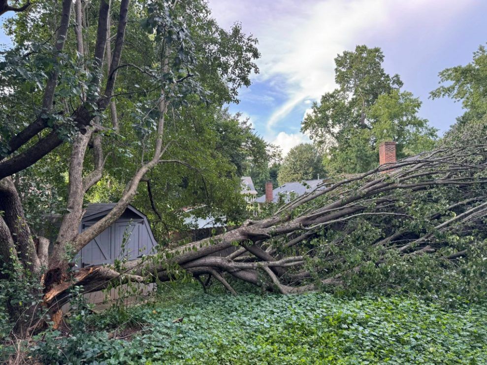 Fallen tree covers a shed, branches extending toward a residential area with a visible red brick chimney.