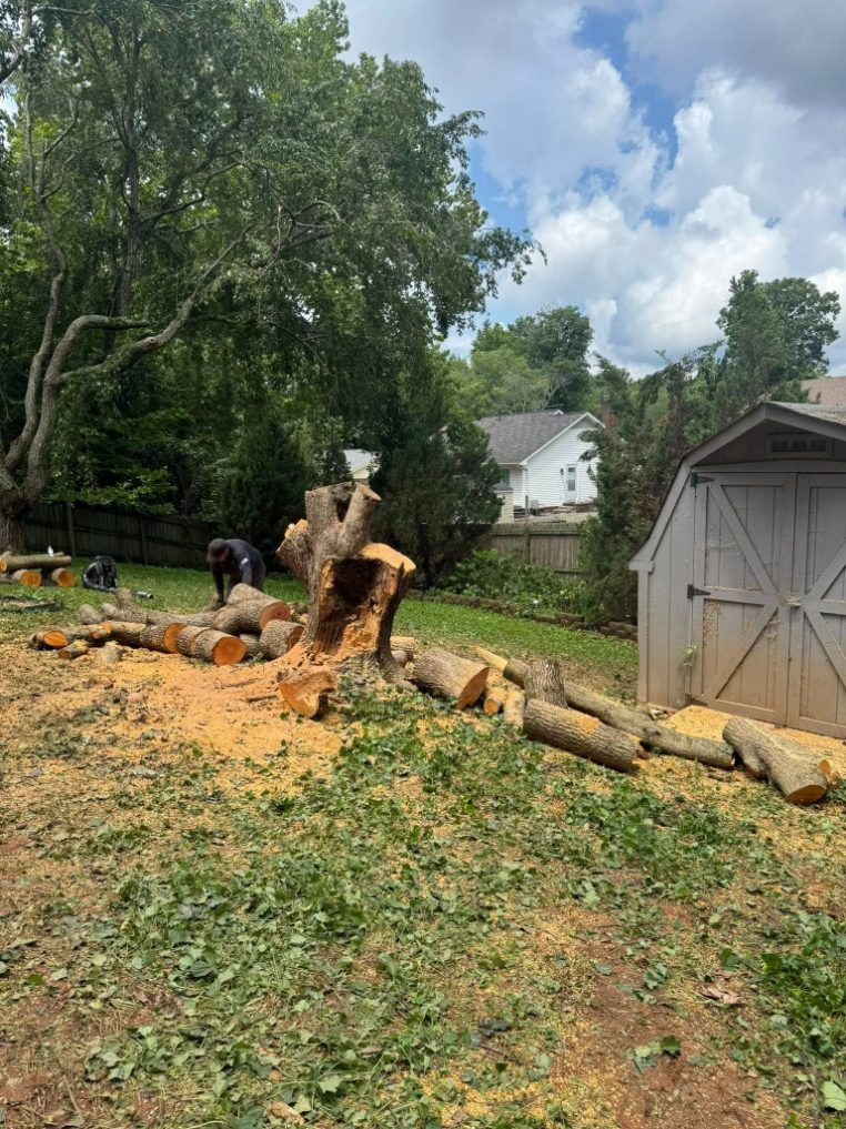 Man cutting a tree in a backyard with a shed. Logs and sawdust scattered. Cloudy sky.
