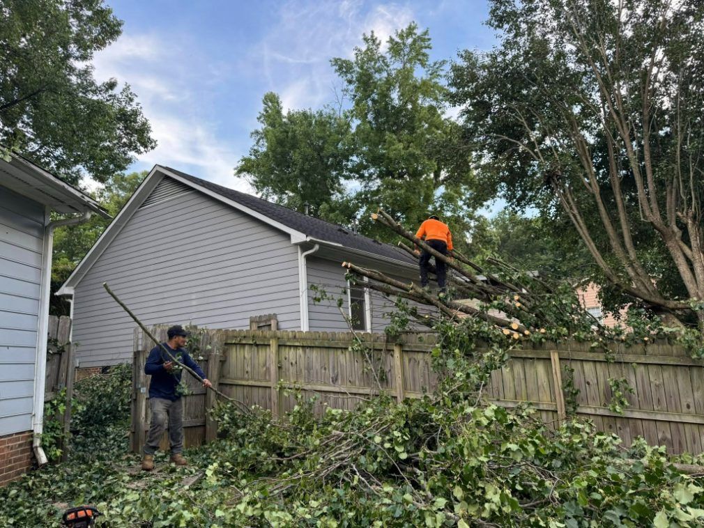 Two workers trimming branches of a tree over a fence near a gray house; one worker on the roof.