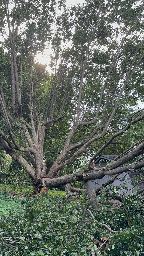 Large tree, partially fallen, with many branches. Overcast sky. Green foliage and grass.