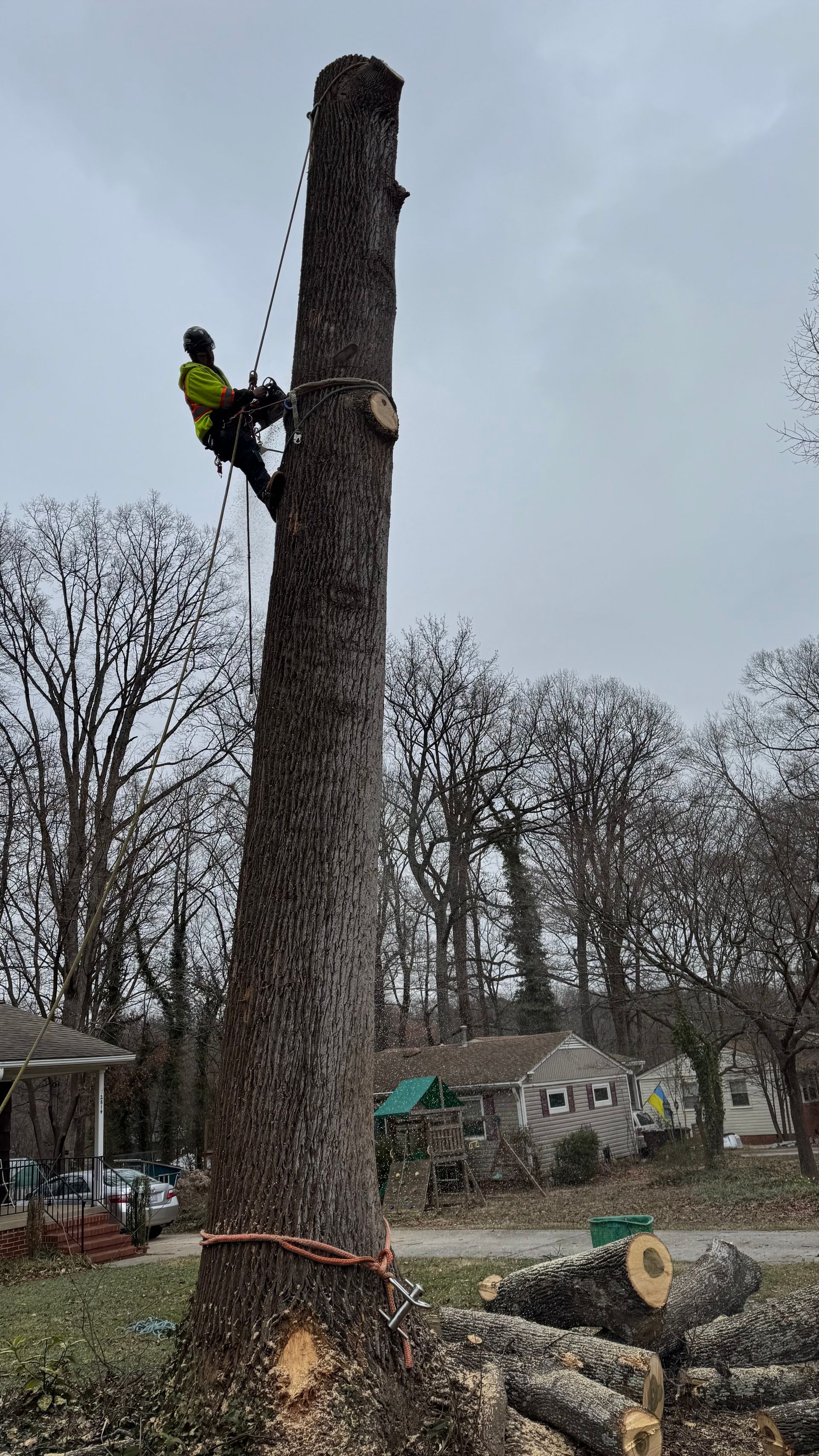 Worker cutting down a tall tree with a chainsaw while secured by a rope in a wooded yard