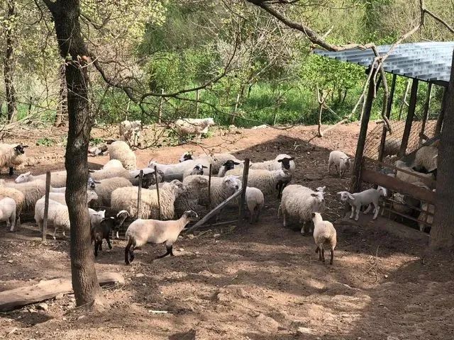 Un piccolo gregge di pecore e capre radunato in un recinto di terra battuta vicino a un capannone rustico in una zona boschiva.