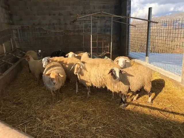 Pecore rannicchiate in un recinto di paglia accanto a una recinzione di filo spinato, sotto il sole.