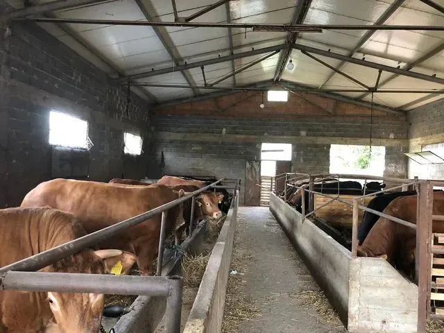 Bovini allineati in stalle all'interno di un fienile con un corridoio centrale e ringhiere metalliche.