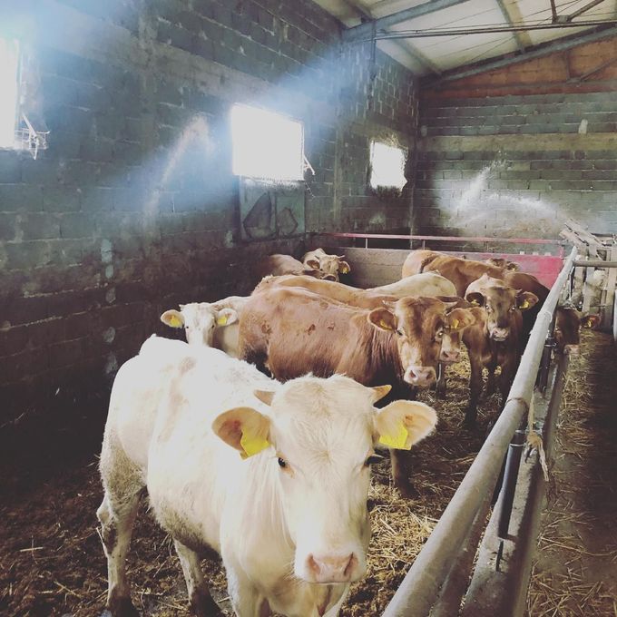 Bovini in piedi in una stalla fangosa, tra cui vitelli marroni, bianchi e neri raggruppati sotto un tetto di metallo.