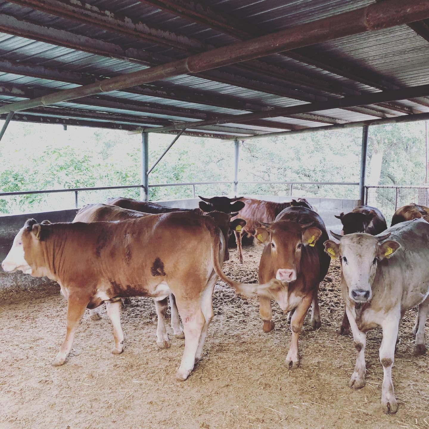 Diverse mucche in piedi in una stalla fangosa, rivolte verso un'area di alimentazione.