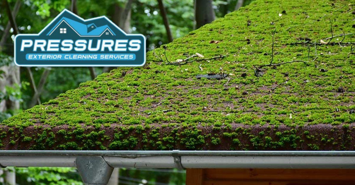 Roof cleaning service Roof Cleaning Williamsburg Va