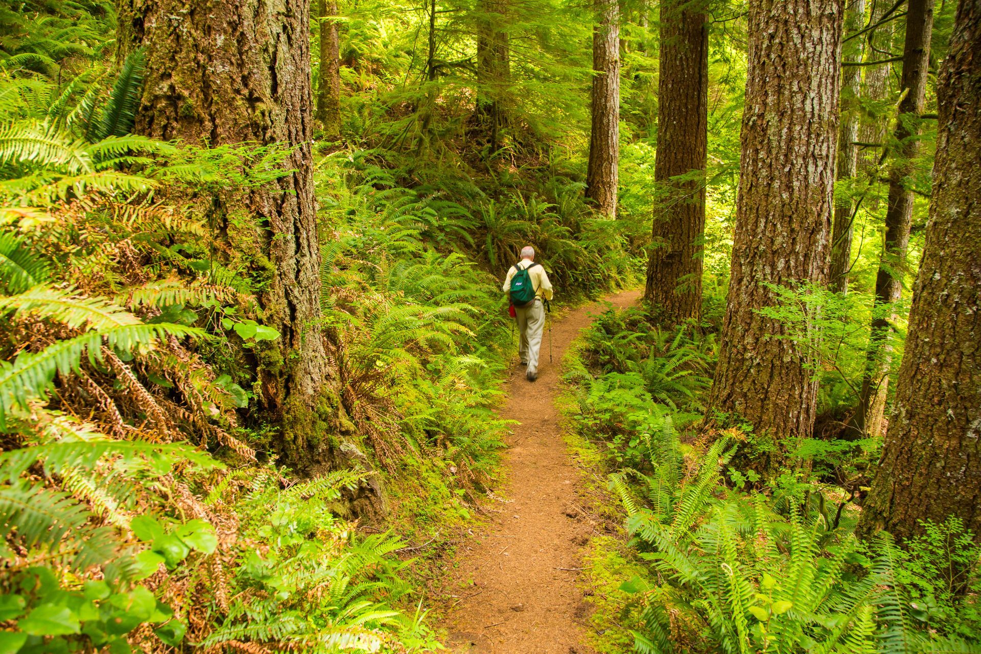A hiker on a narrow forest trail surrounded by tall trees and bright green ferns.