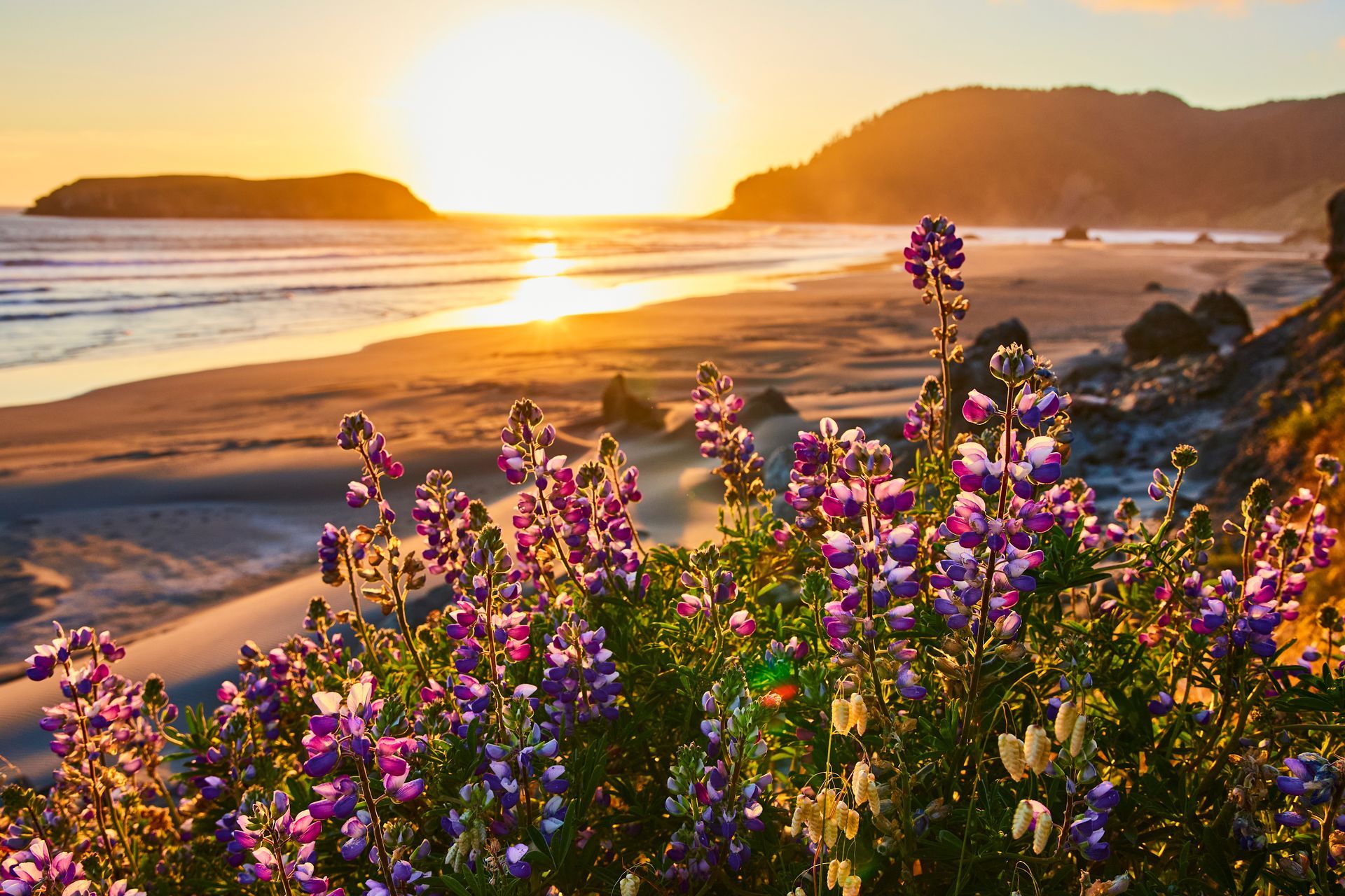 Sunset over a beach with purple wildflowers in the foreground and rocky coastline in the distance