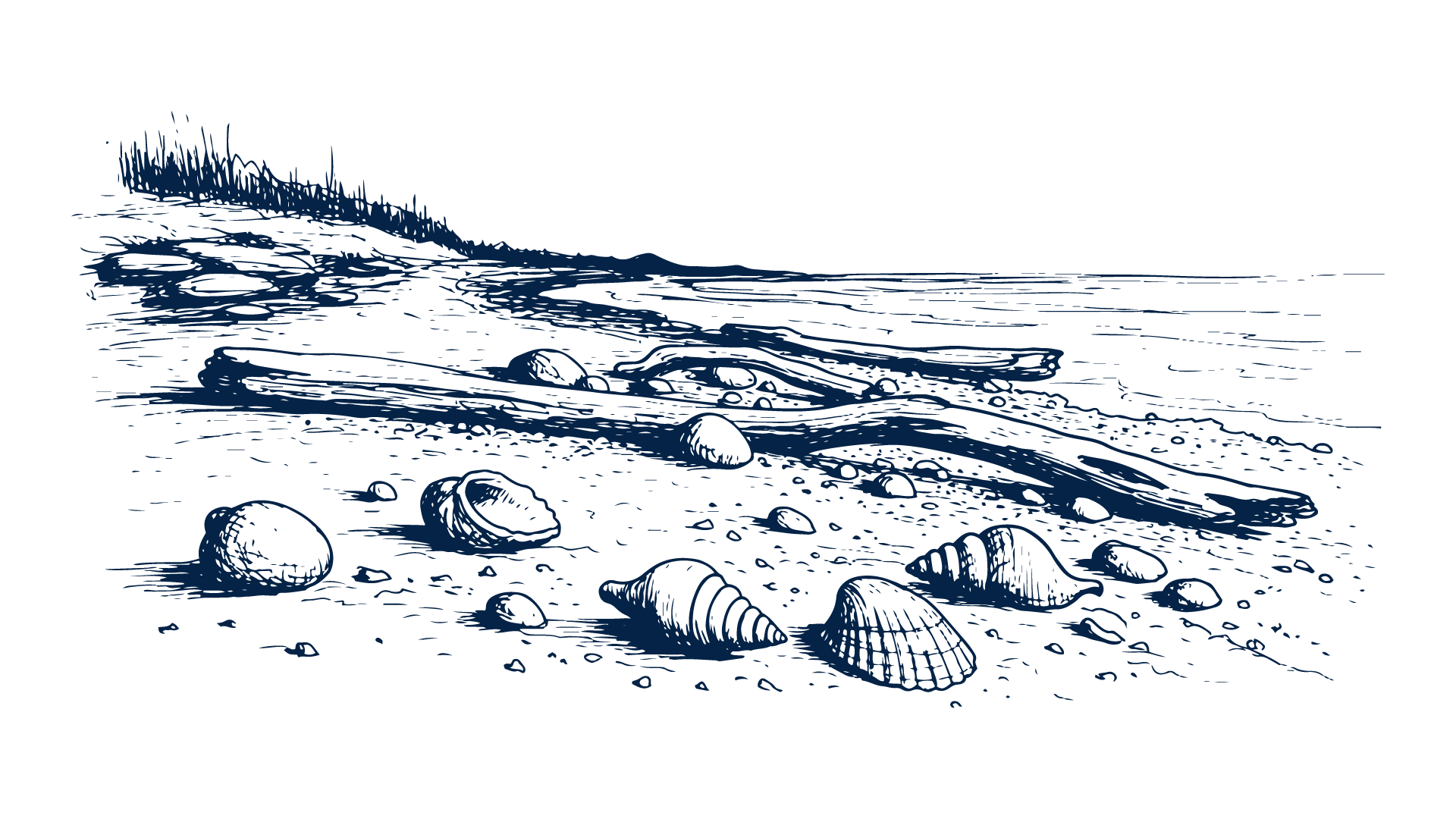 Black-and-white sketch of seashells scattered on a sandy beach near the shoreline