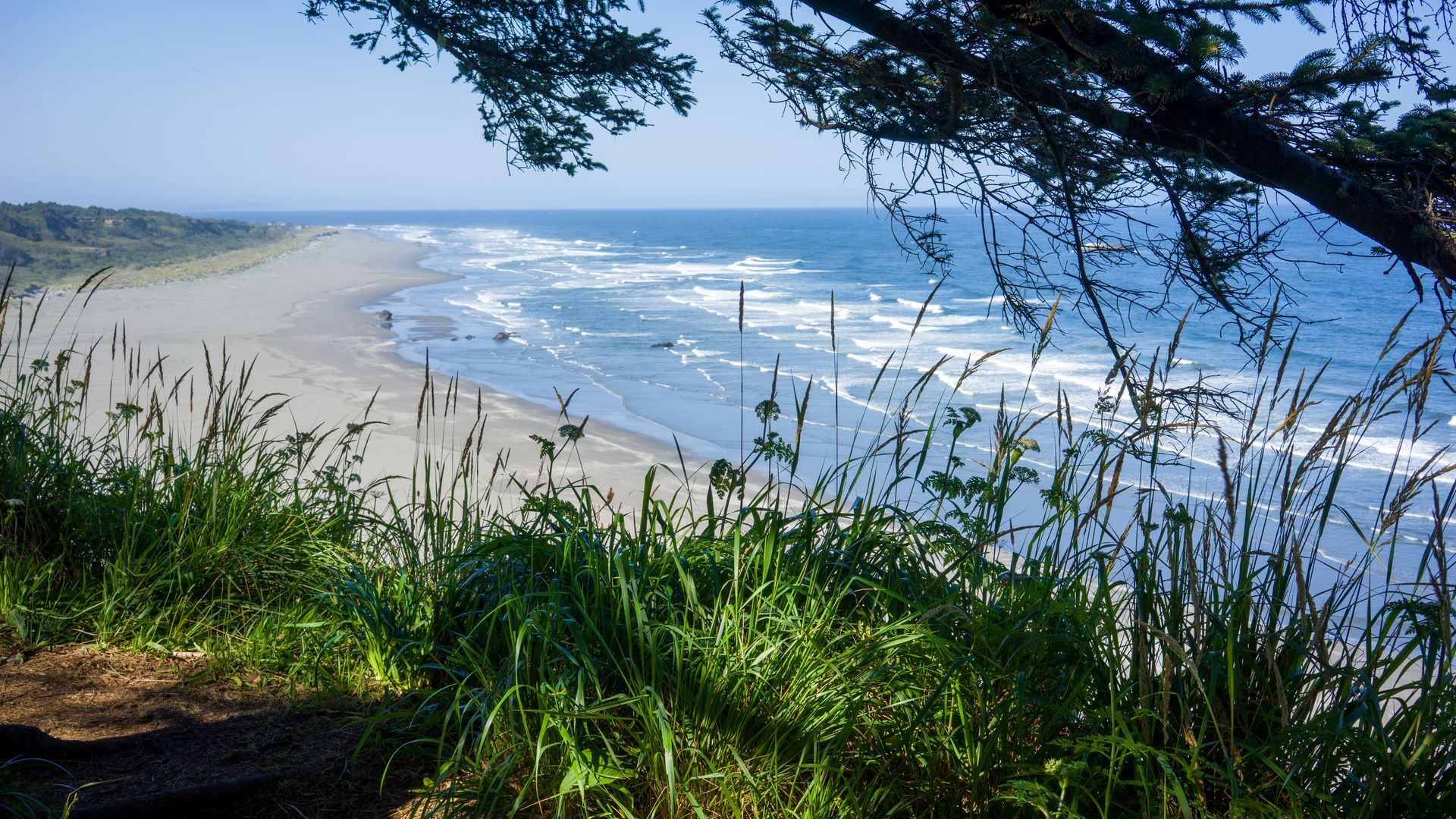 Sandy beach with waves, green grasses, and tree branches framing the shoreline under a bright sky