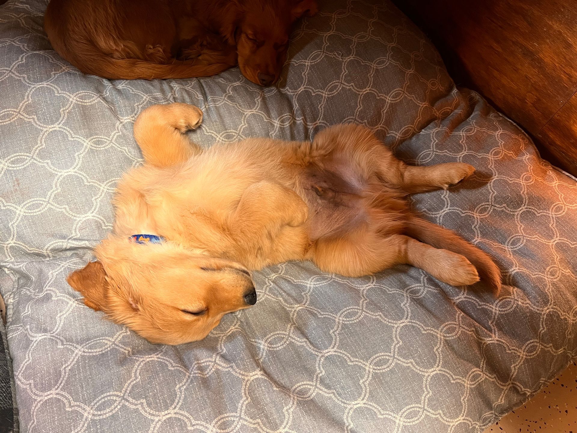 Dogs sleeping