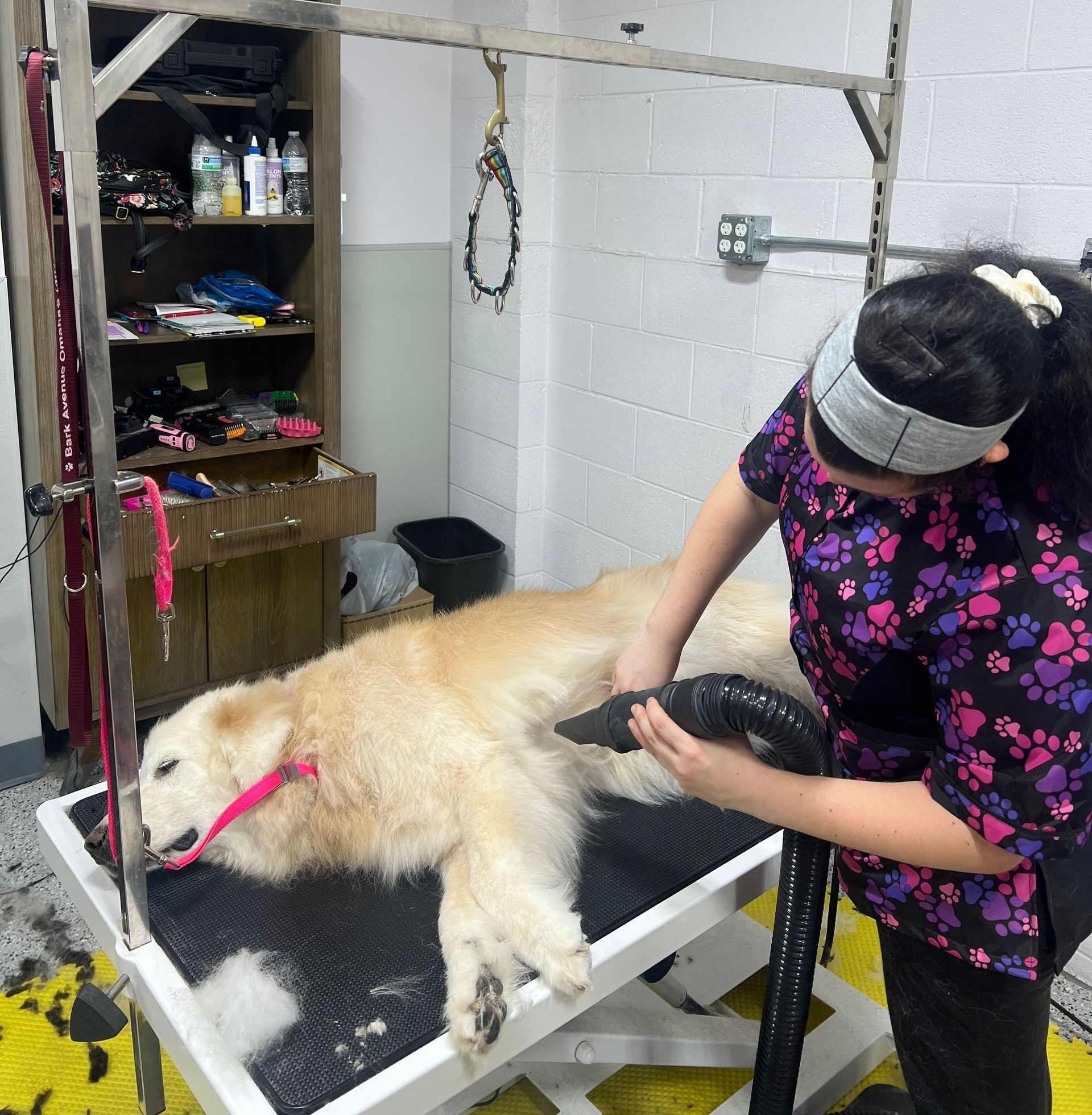 Dog grooming