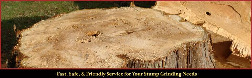 Stump Grinder | Lunenburg MA