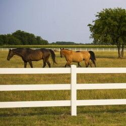 Two horses are walking behind a white fence in a field.