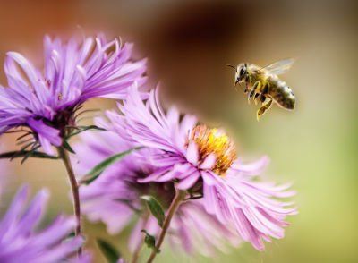 A bee is flying over a purple flower.