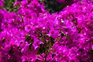 A bunch of purple flowers are growing on a bush.