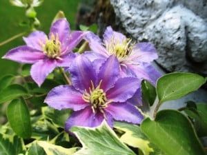 Purple flowers are growing on a plant next to a statue.