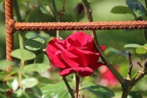 A close up of a red rose on a tree branch