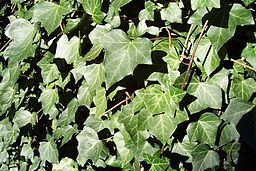 A bunch of green ivy leaves growing on a tree.