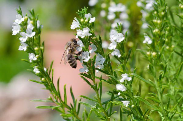 A bee is sitting on a white flower.