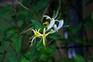 A close up of a yellow and white flower on a plant.