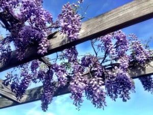 Purple flowers are hanging from a wooden pergola against a blue sky.