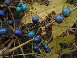 A bunch of blue grapes growing on a vine with yellow leaves.