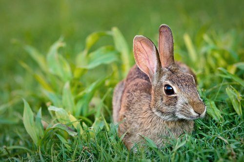 A small rabbit is sitting in the grass looking at the camera.