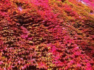 A bunch of plants with red and yellow leaves