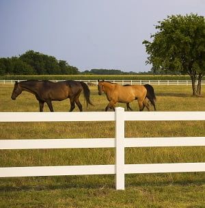 Three horses are walking through a grassy field behind a white fence.