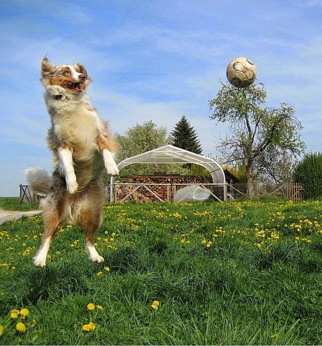 A dog is jumping in the air to catch a soccer ball