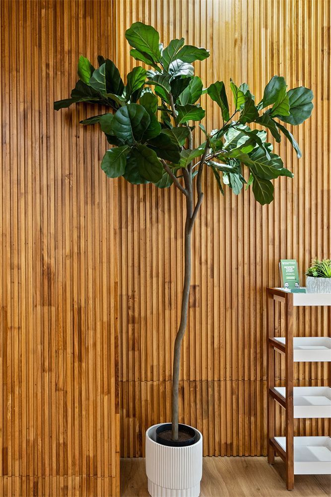 Potted fiddle leaf fig tree beside a bamboo wall and small shelf