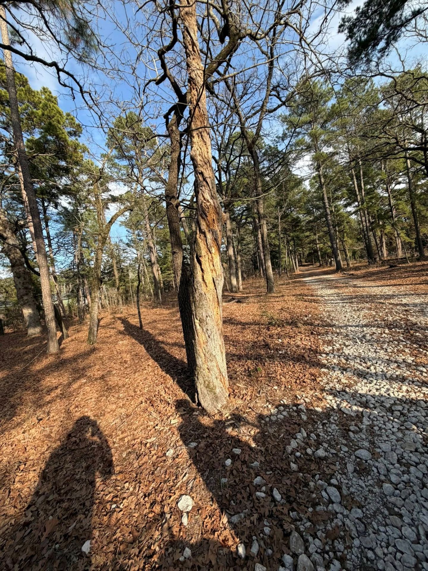 A gravel path winds through a forest with a sunlit, gnarled tree in the foreground and a long shadow cast on pine needles.