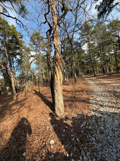 A tall tree with spiraling, textured bark stands beside a gravel path in a sunny, wooded forest.